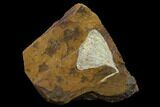 Fossil Ginkgo Leaf From North Dakota - Paleocene #132547-1